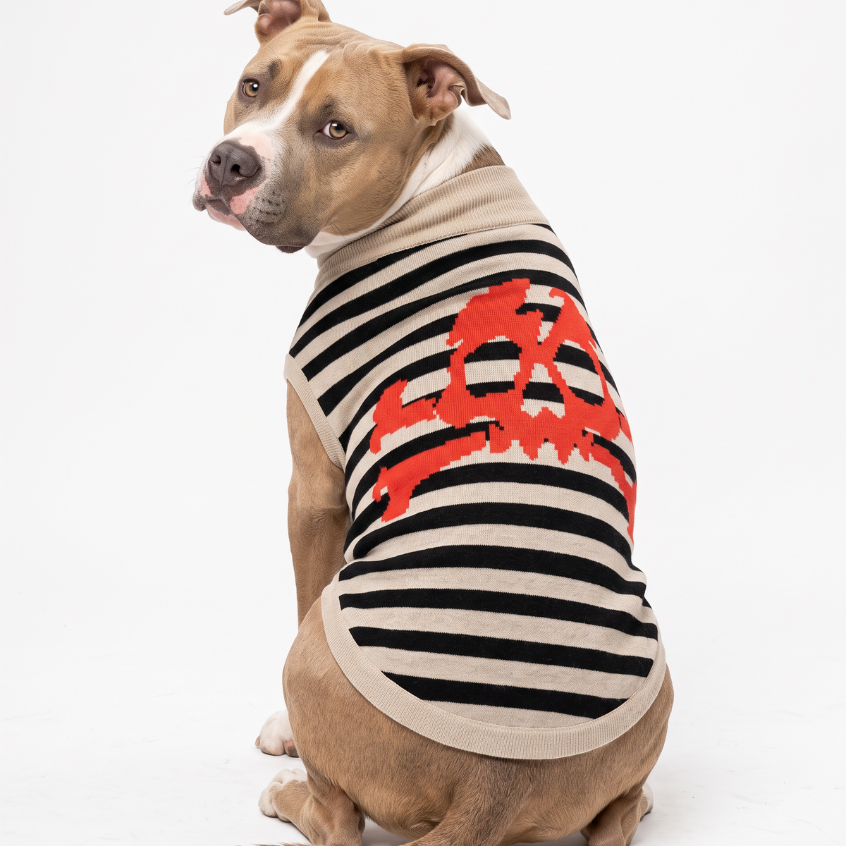 A tan and white pitbull-type dog wearing a sleeveless knit pet sweater with black and cream horizontal stripes and a large red skull-and-crossbones graphic, photographed on a light gray studio background.