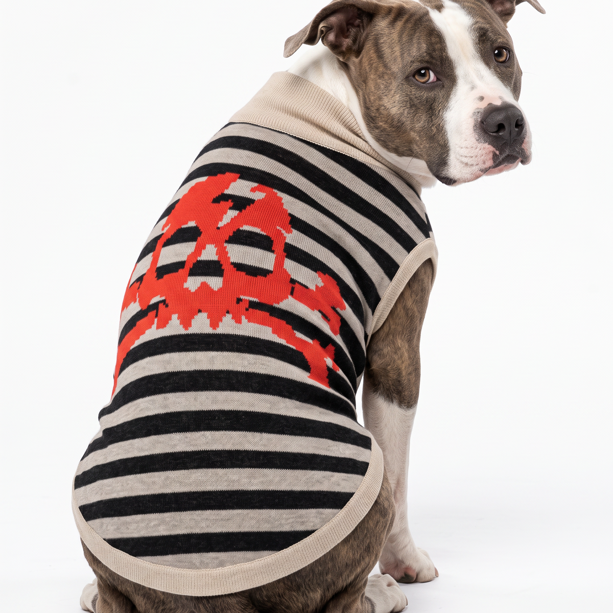 A pitbull-type dog wearing a sleeveless knit pet sweater with horizontal black and beige stripes and a large red skull-and-crossbones graphic on the back, photographed on a white studio background.