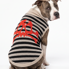 A pitbull-type dog wearing a sleeveless knit pet sweater with horizontal black and beige stripes and a large red skull-and-crossbones graphic on the back, photographed on a white studio background.